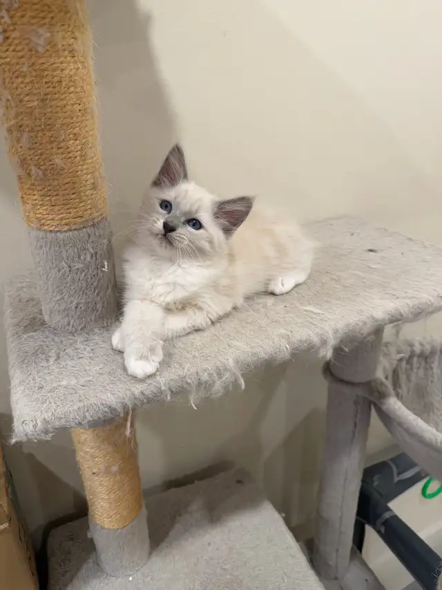 RAGDOLL KITTEN - Photo 2