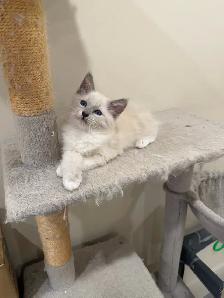RAGDOLL KITTEN - Photo 2