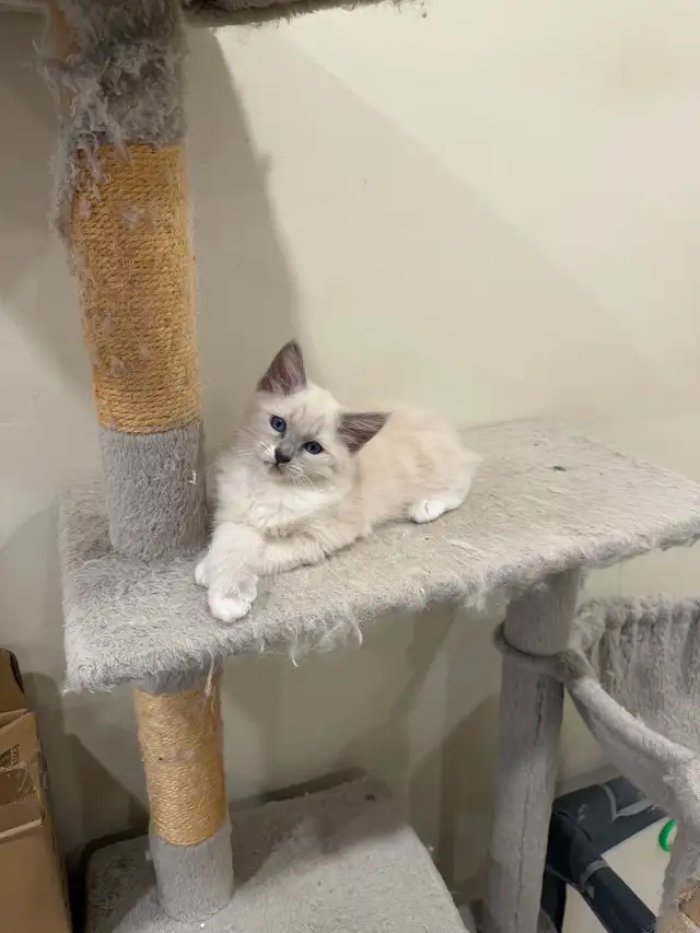 RAGDOLL KITTEN - Photo 3