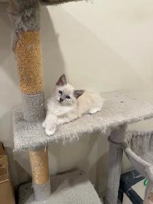 RAGDOLL KITTEN - Photo 3