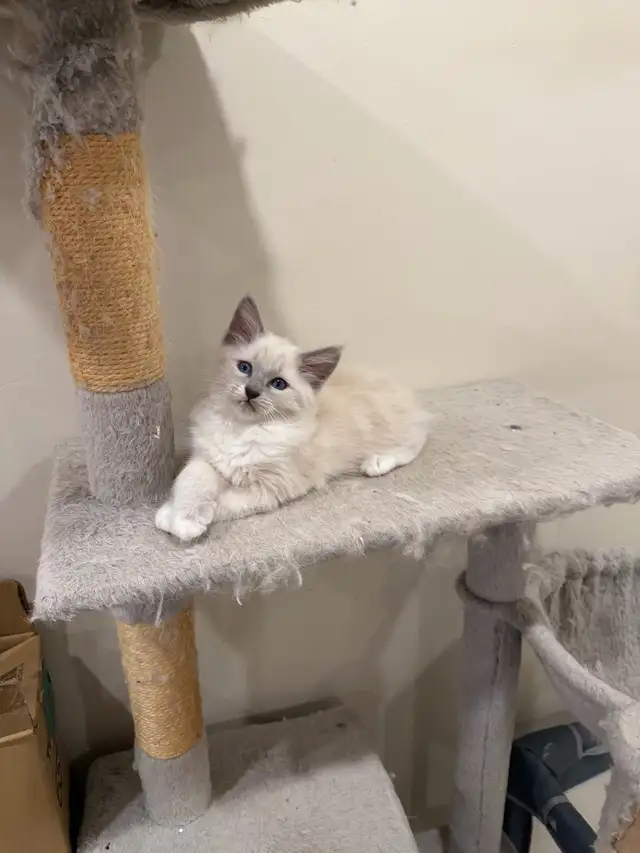 RAGDOLL KITTEN - Photo 4