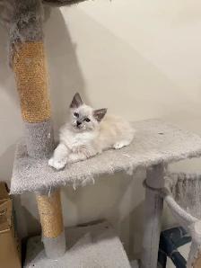 RAGDOLL KITTEN - Photo 4
