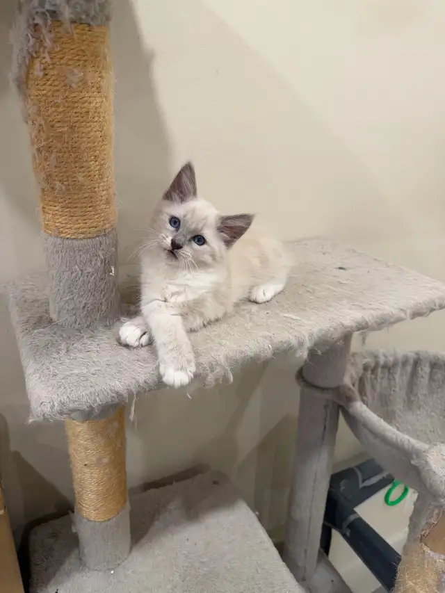 RAGDOLL KITTEN - Photo 5