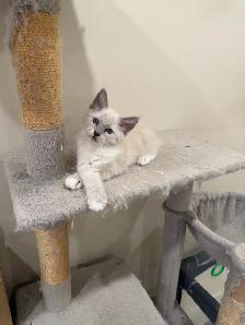 RAGDOLL KITTEN - Photo 5