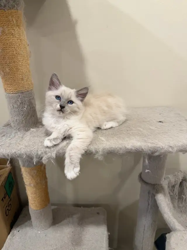 RAGDOLL KITTEN - Photo 6