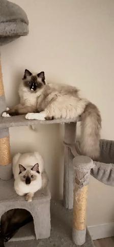 RAGDOLL KITTEN - Photo 7