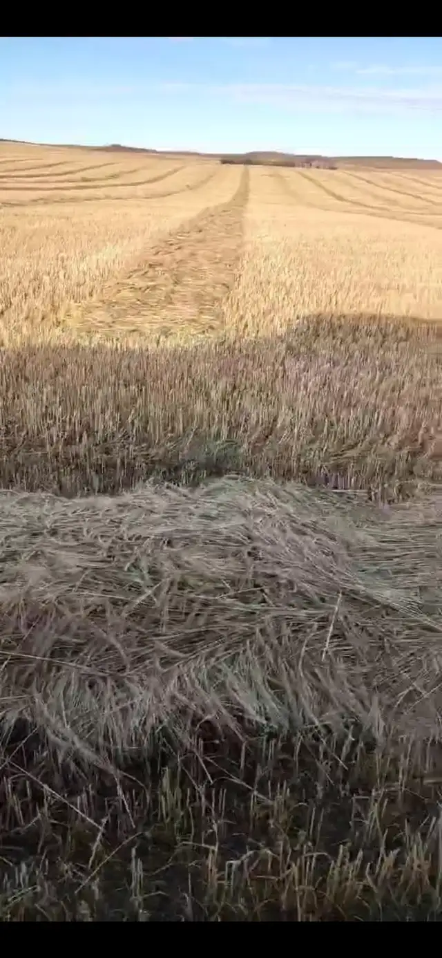 organic land - Photo 2