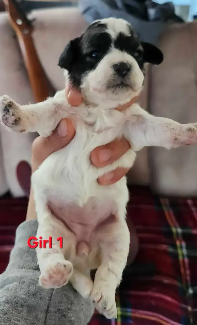 American Bulldoodle - Photo 2