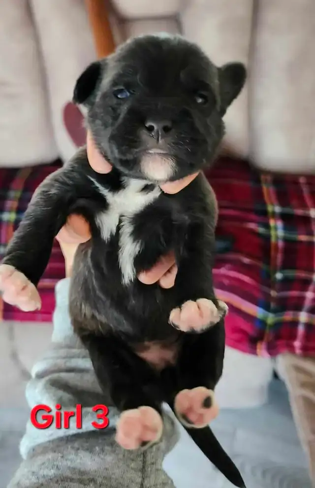 American Bulldoodle - Photo 3