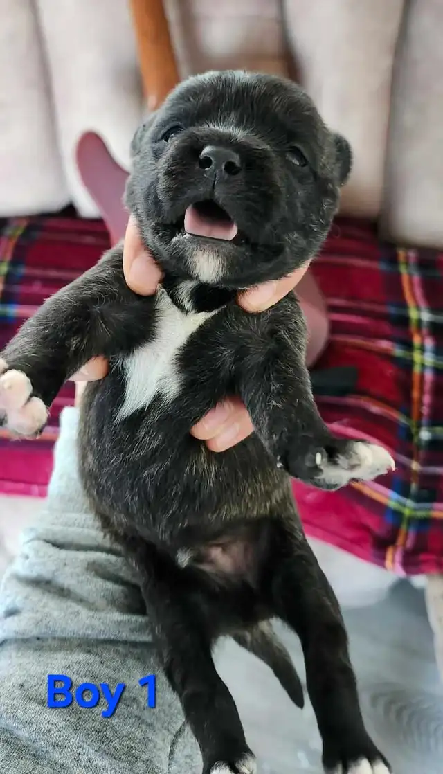 American Bulldoodle - Photo 4