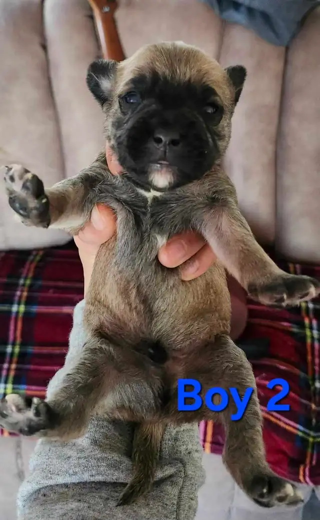 American Bulldoodle - Photo 5