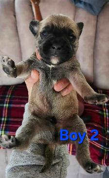 American Bulldoodle - Photo 5