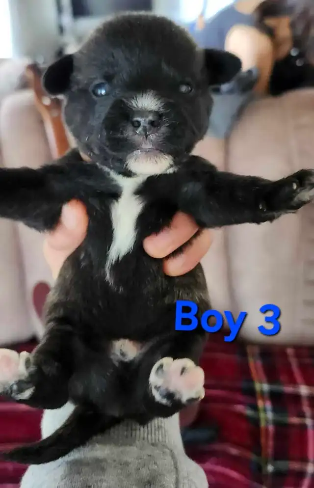 American Bulldoodle - Photo 6