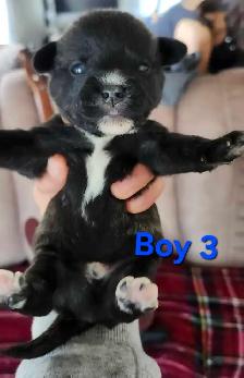 American Bulldoodle - Photo 6