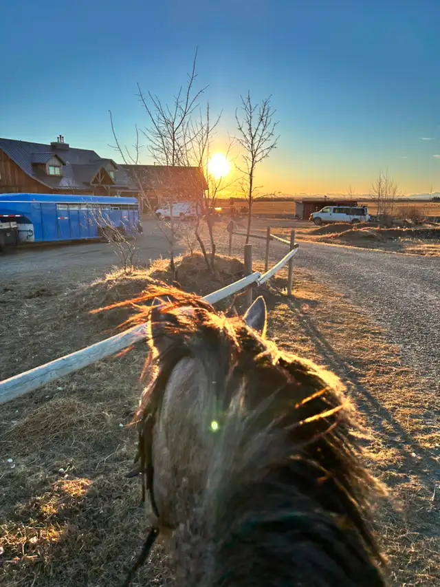 Horse Hauling - Lethbridge to Calgary, Edmonton, Lloyd - Photo 2