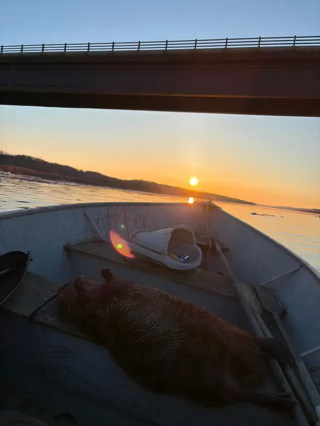 Beaver carcass