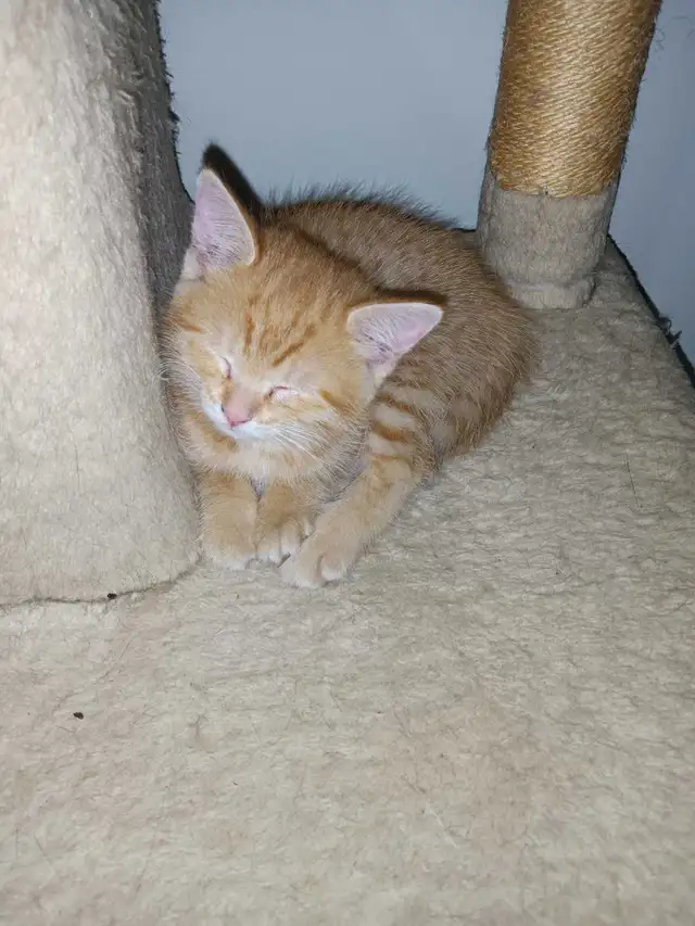 Chaton femmelle Roux de 2 mois