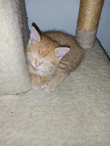 Chaton femmelle Roux de 2 mois