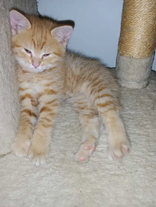 Chaton femmelle Roux de 2 mois - Photo 2