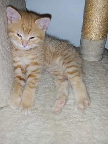 Chaton femmelle Roux de 2 mois - Photo 2