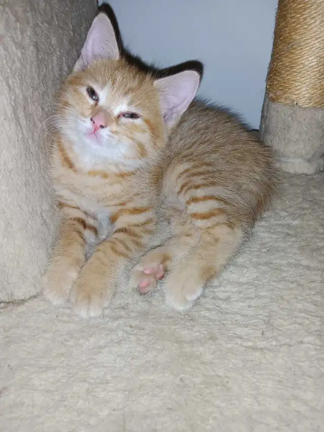 Chaton femmelle Roux de 2 mois - Photo 3