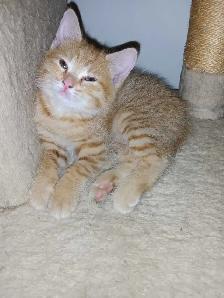 Chaton femmelle Roux de 2 mois - Photo 3
