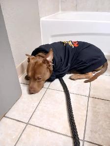 Looking for a good home for my pitbull