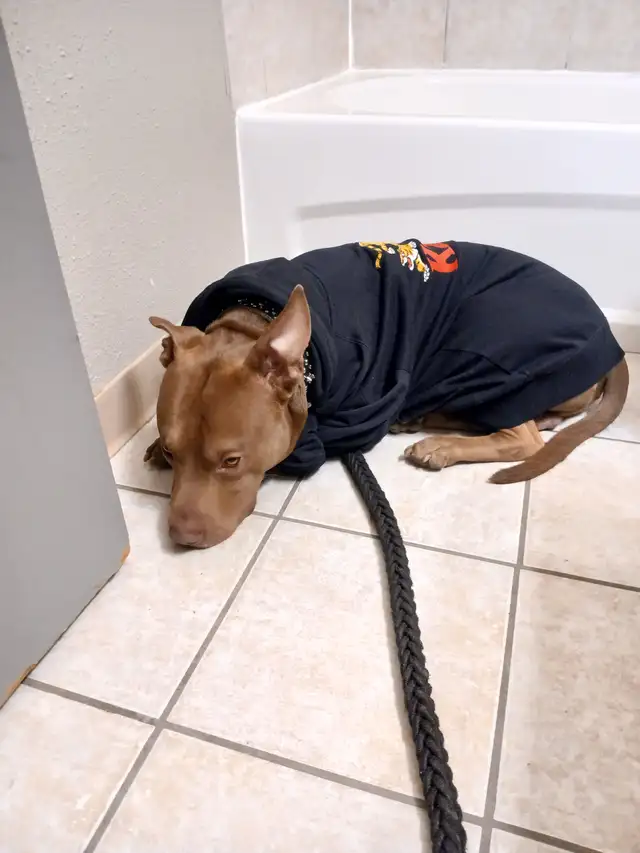 Looking to rehome my dog/best friend