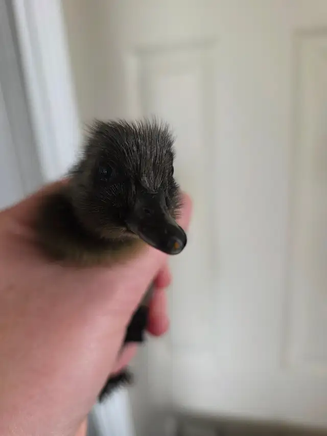 Cayuga ducklings - Photo 2