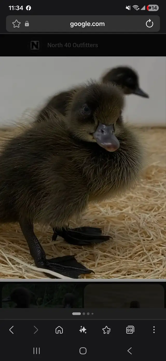 Cayuga ducklings - Photo 3