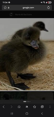 Cayuga ducklings - Photo 3