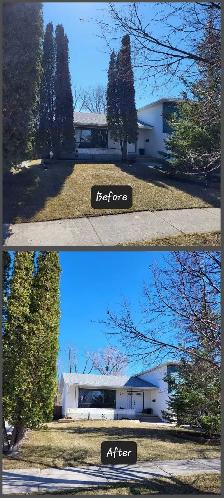 Arborist tree felling bush cutting