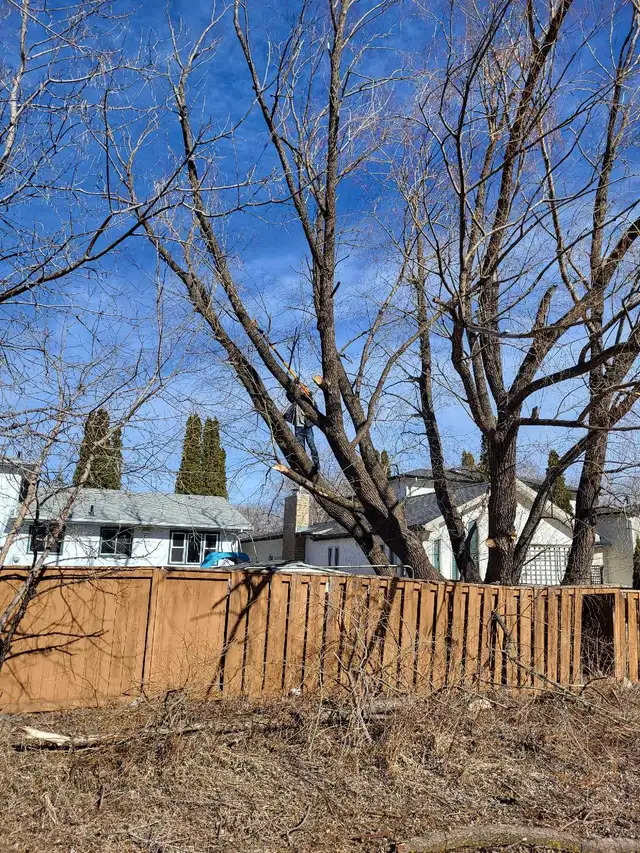 Arborist tree felling bush cutting - Photo 2