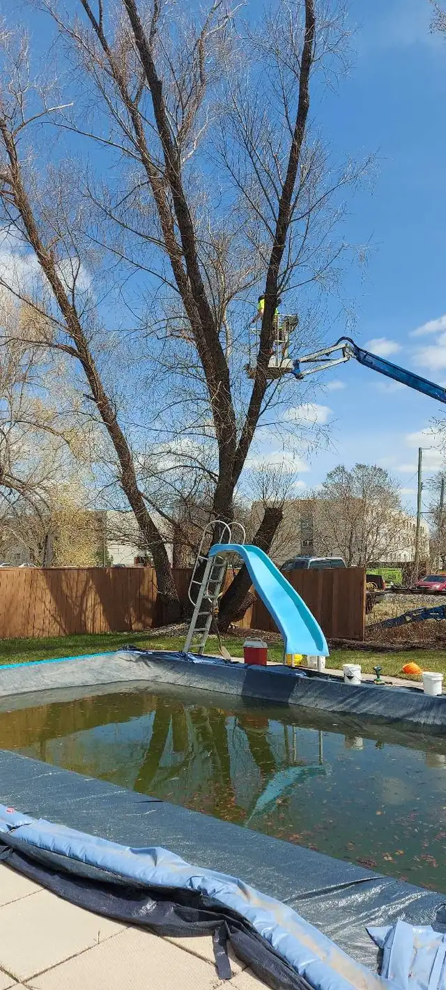 Arborist tree felling bush cutting - Photo 3