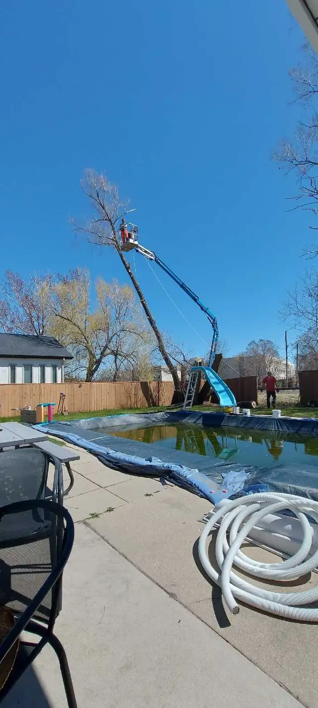 Arborist tree felling bush cutting - Photo 4