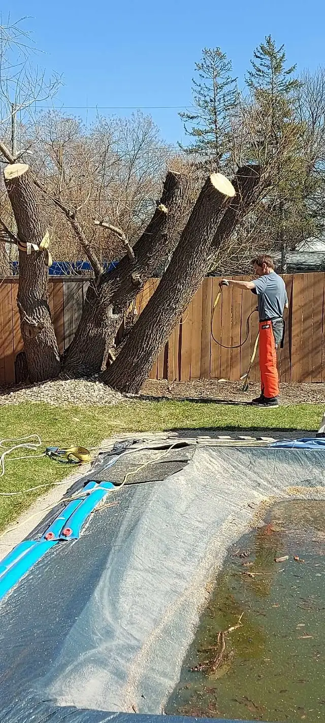 Arborist tree felling bush cutting - Photo 5