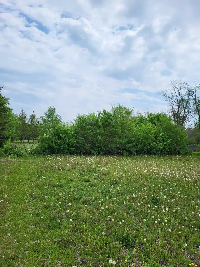 Arborist tree felling bush cutting - Photo 6