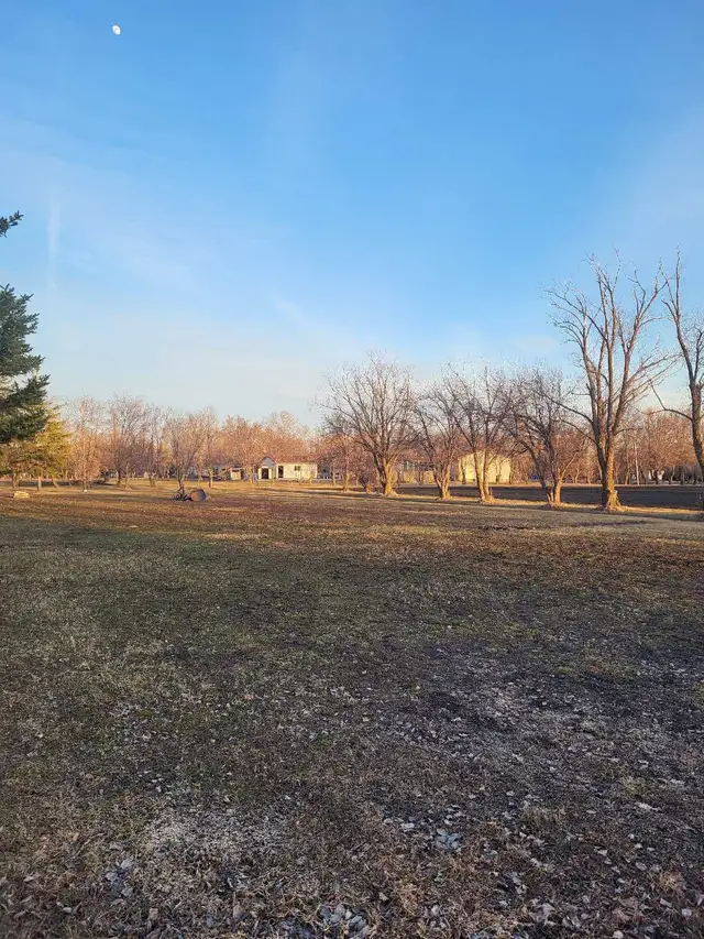 Arborist tree felling bush cutting - Photo 7