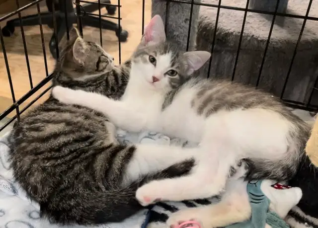 URGENT recherche famille d'accueil temporaire au CAND - Photo 2