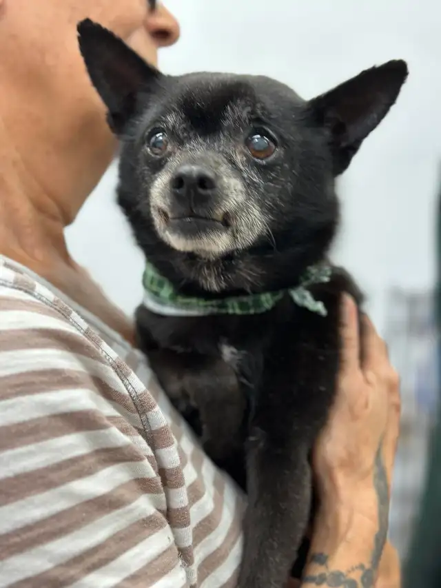 URGENT recherche famille d'accueil temporaire au CAND - Photo 3