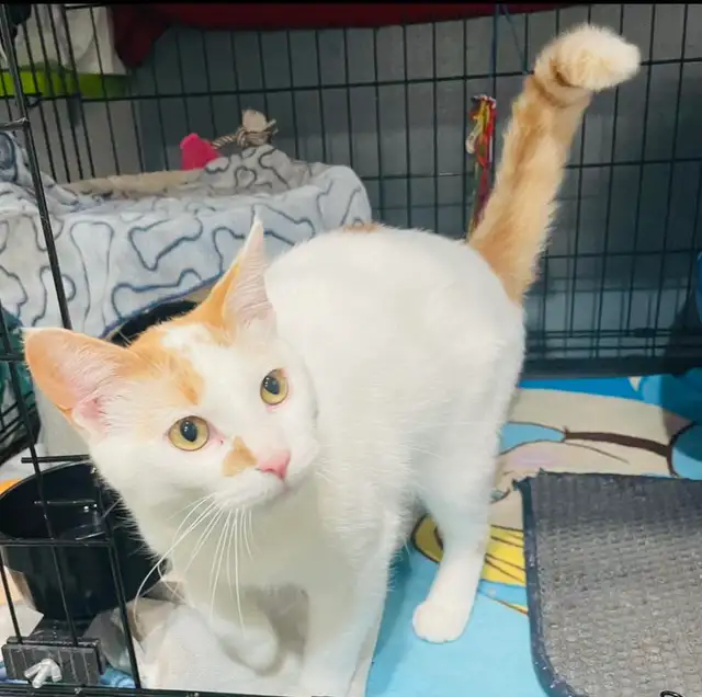 URGENT recherche famille d'accueil temporaire au CAND - Photo 4