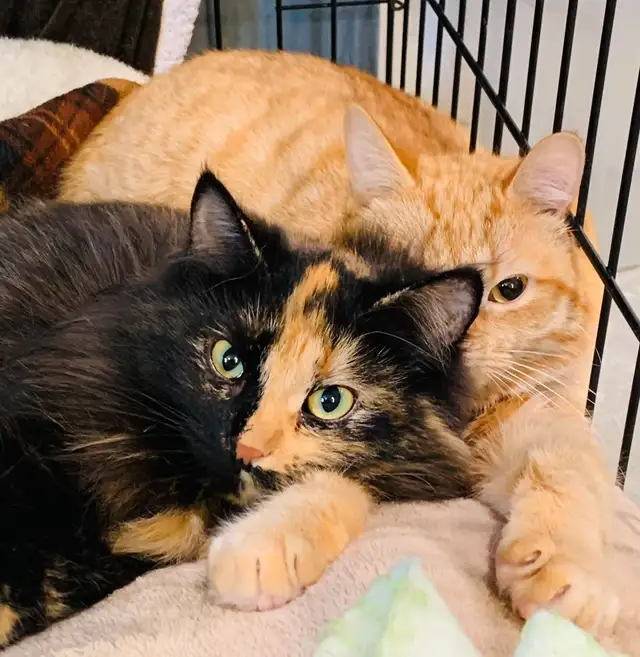 URGENT recherche famille d'accueil temporaire au CAND - Photo 5