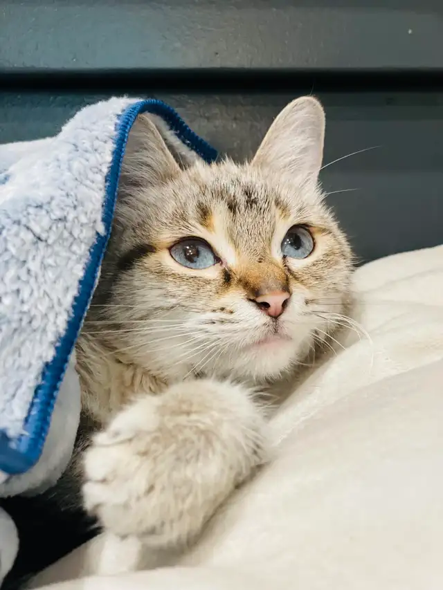 URGENT recherche famille d'accueil temporaire au CAND - Photo 7