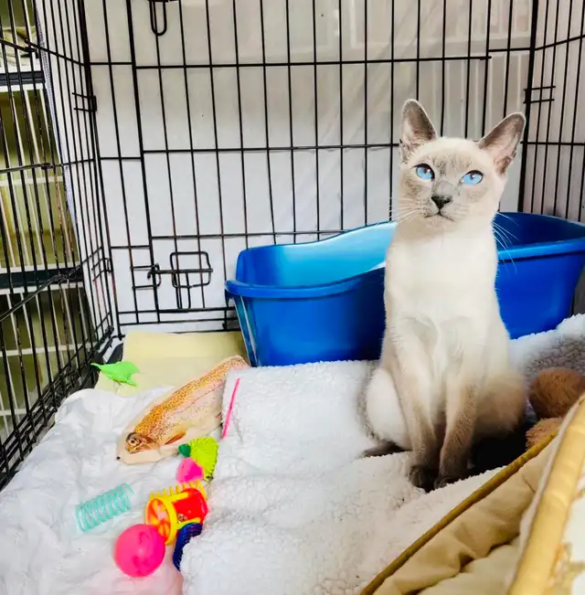 URGENT recherche famille d'accueil temporaire au CAND - Photo 8