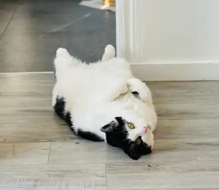 URGENT recherche famille d'accueil temporaire au CAND - Photo 9