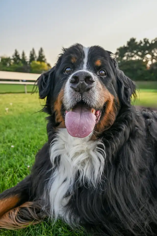 Pet sitting - Photo 2