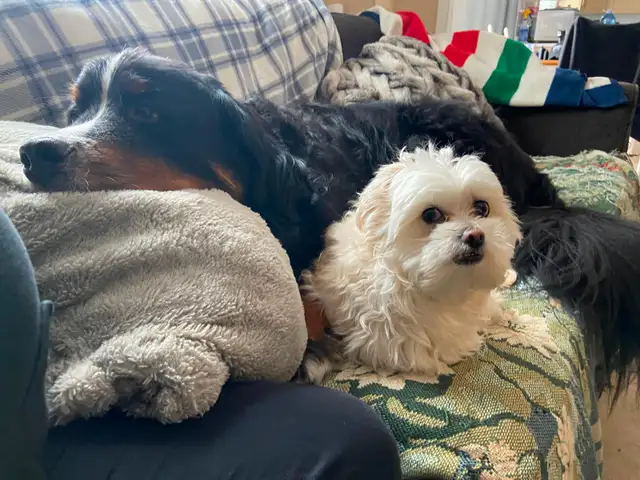 Pet sitting - Photo 3