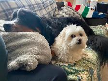 Pet sitting - Photo 3