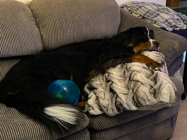 Pet sitting - Photo 4