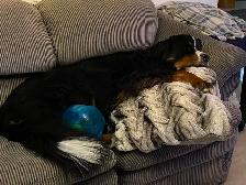 Pet sitting - Photo 4